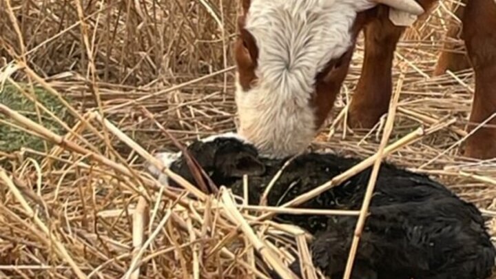 Cow and calf.