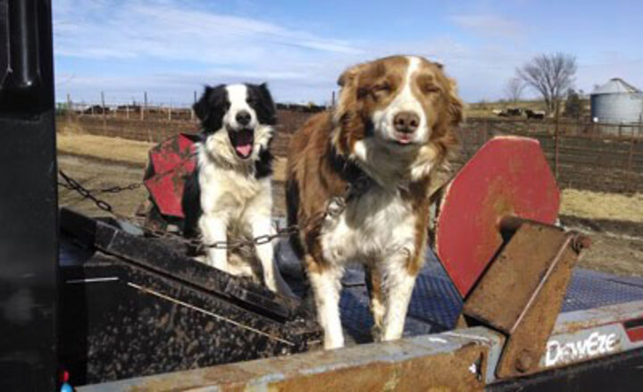 Herding Dogs.